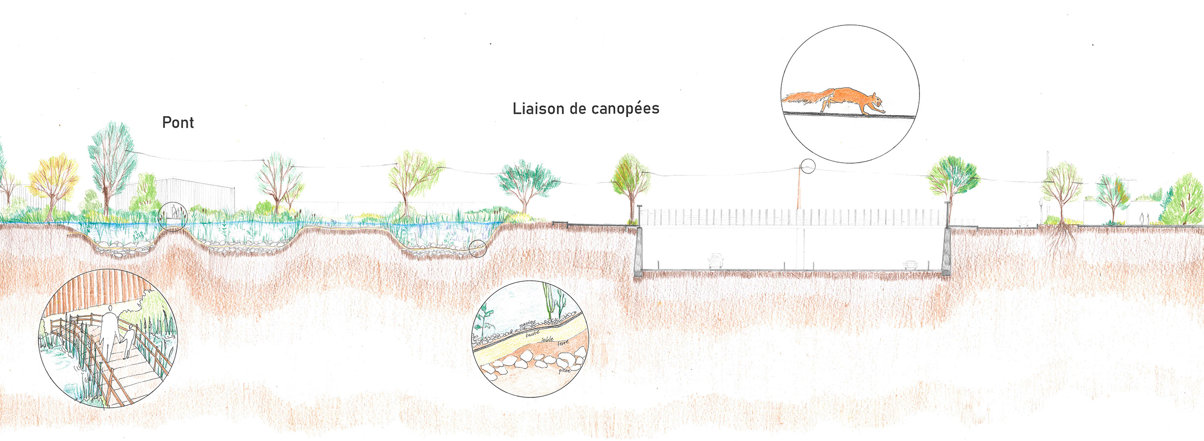 extrait transect